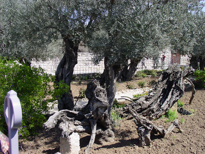 Ancient olive trees in the Garden of Gethsemane